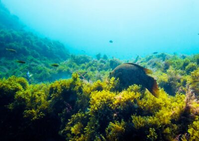 LIFE REEForest per tutelare la biodiversità dei fondali marini
